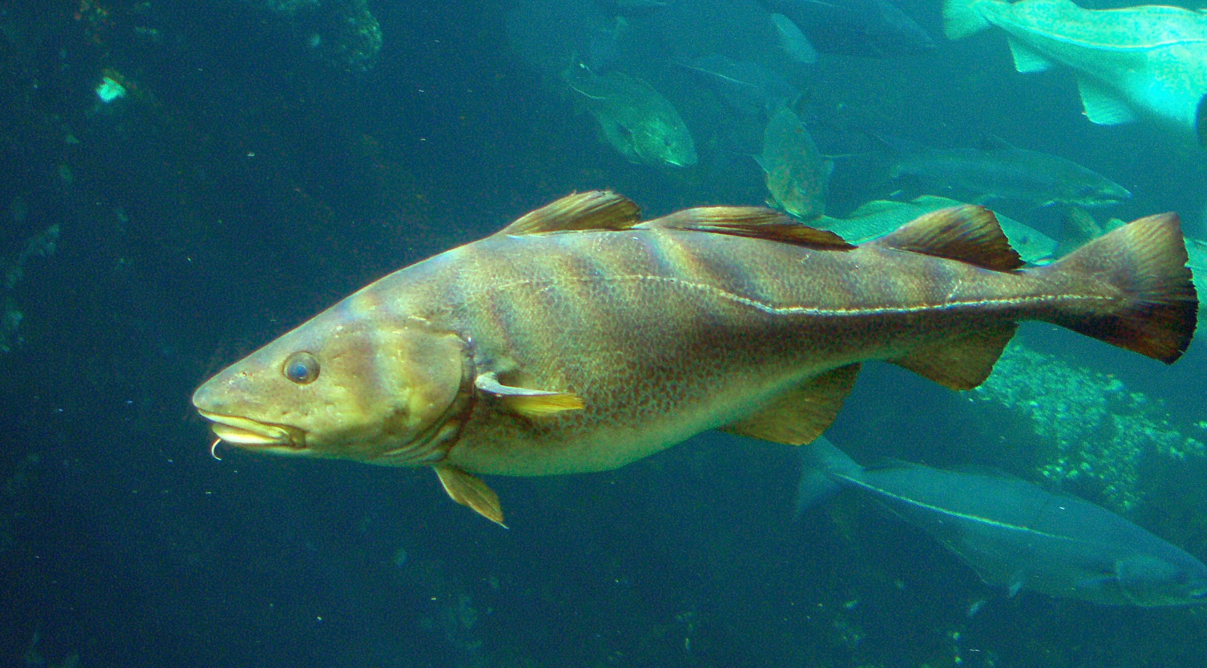 Skrei, el bacallà més selecte