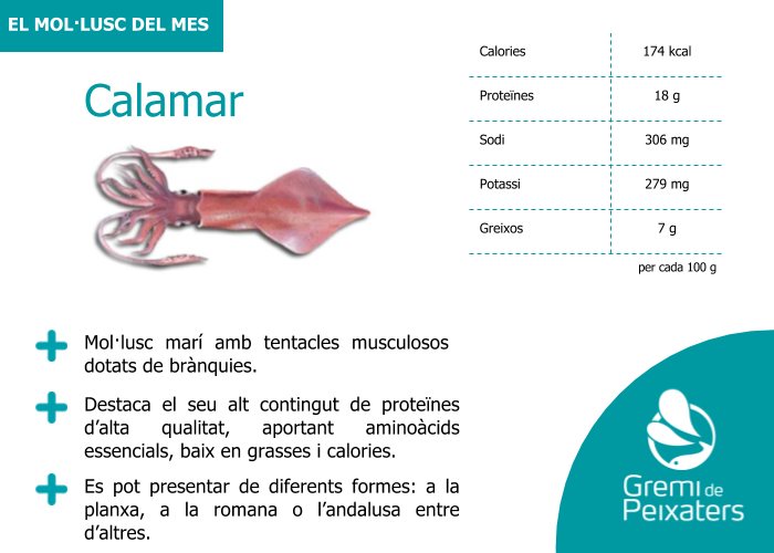 Mol·lusc del mes: el calamar