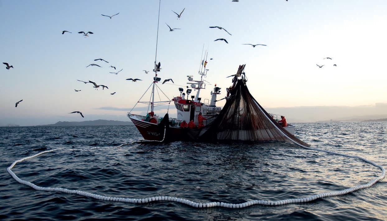 Dia mundial de la pesca 2017