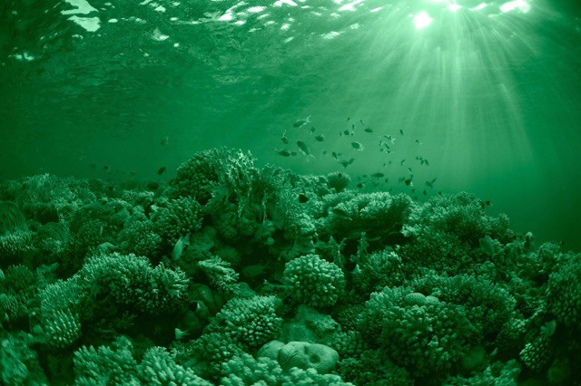 Microalgues marines per combatre el càncer de pròstata