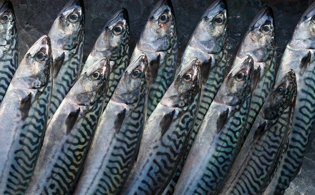 Els àcids grassos omega 3 podrien ajudar a tractar el dolor de l’artritis