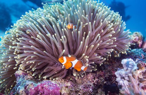 Les proteïnes de les anemones poden ajuda a recuperar l’oïda