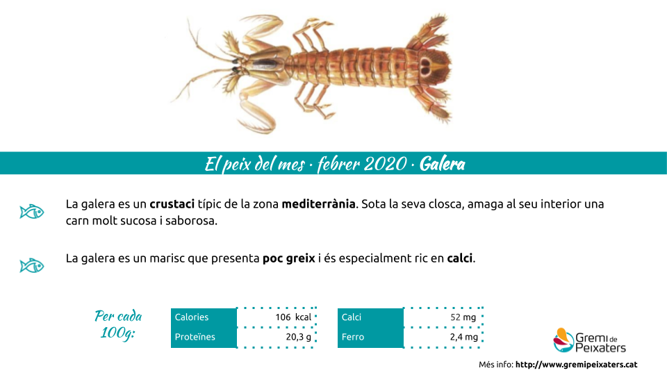 Peix del mes – La Galera!