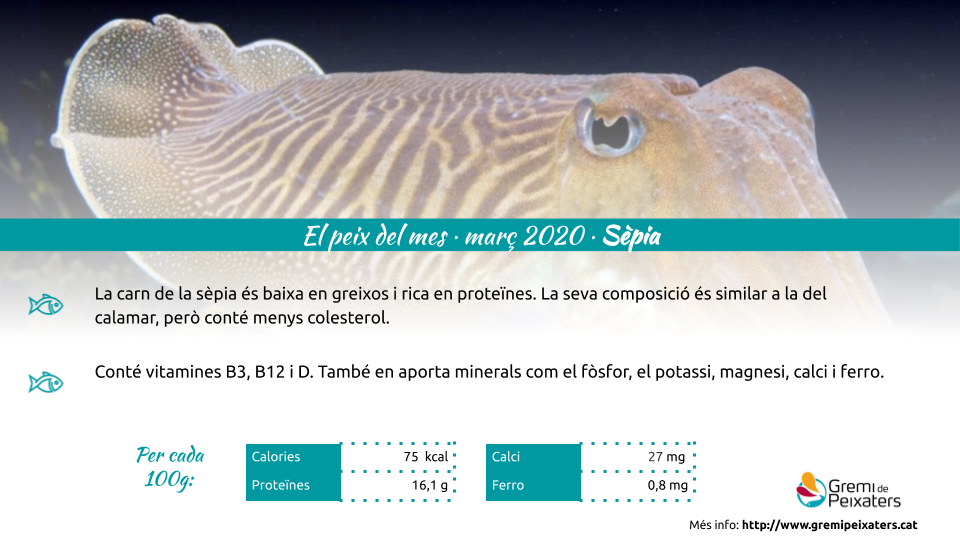 El peix del mes – LA SÍPIA