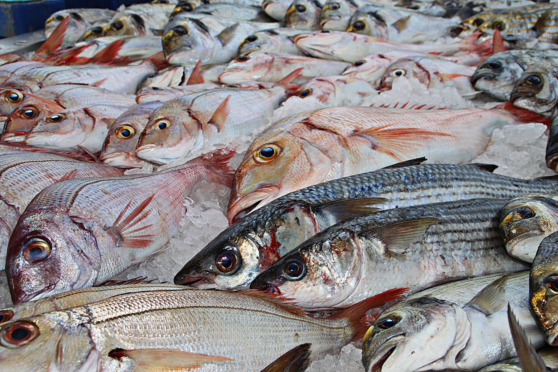 La importància dels àcids grassos omega-3 per a la salut humana