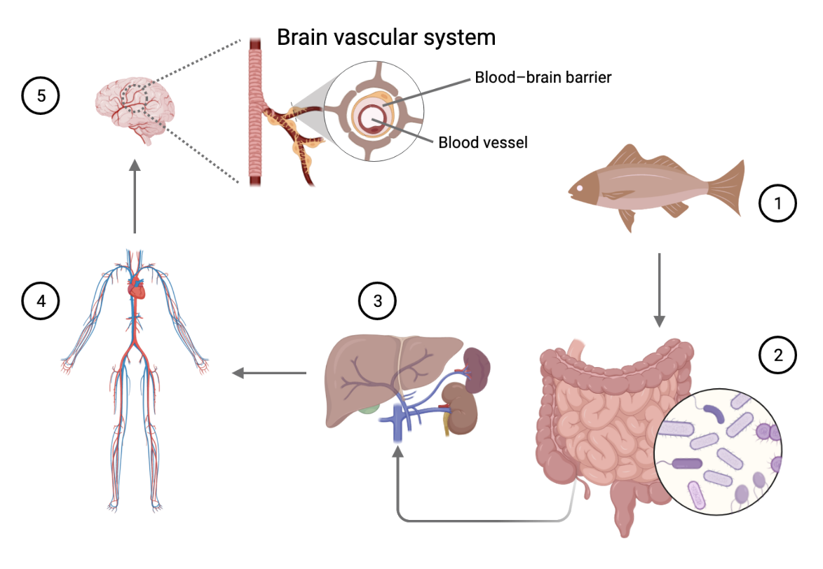 La molècula TMAO en la millora cognitiva de la salut