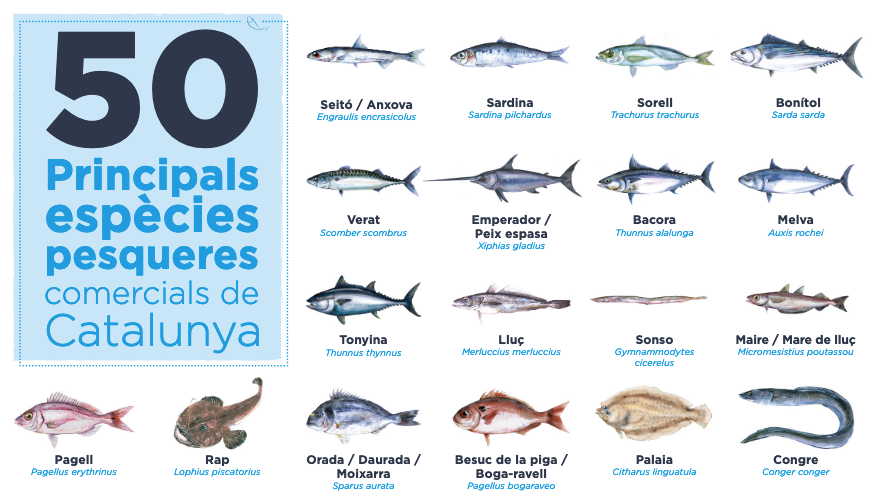 Principals espècies pesqueres comercials de Catalunya