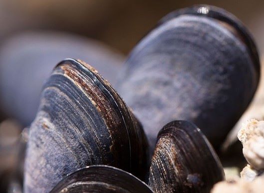 Nota interpretativa sobre biotoixines marines