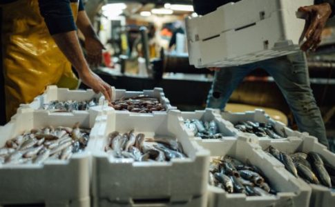 Webinar gratuït sobre els nous requisits de traçabilitat en pesca i aqüicultura